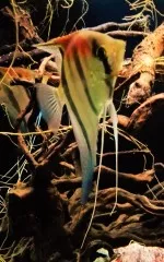 pterophyllum manacapura