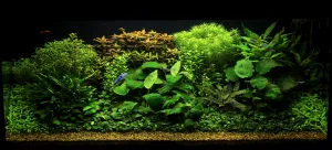 Oproti minulosti jsem pouze v roce 2024 vyměnil Limnophilu Sessilifloru za Rotalu Nanjenshan a přidal jsem samce Betty Splendens.