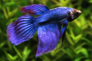 Samec Betta splendens