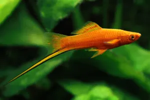 Samec Xiphophorus hellerii 'red'