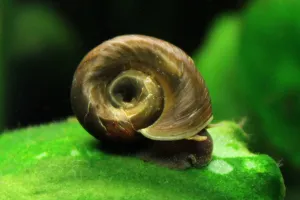 Okružák kanadský na starém listu Anubiasu se zelenou řasou