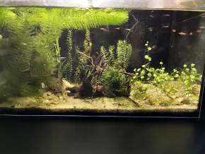 HF