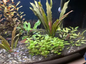 v pozadí v strede cryptocoryne tropica, v popredí lobelia