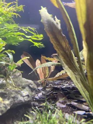 echinodorus "Frans Stoffel" v pozadí