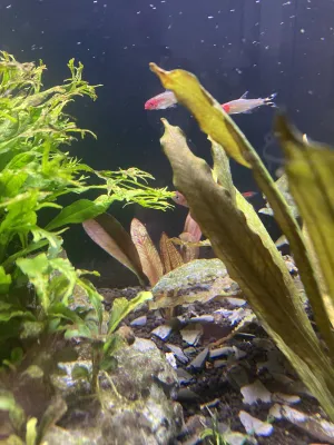 echinodorus "Frans Stoffel" v pozadí