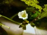 kvetoucí echinodorus