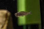 Cyprichromis leptosoma - nosící samice