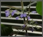 Hygrophila - detail květů