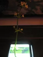 květ šípatkovec velký