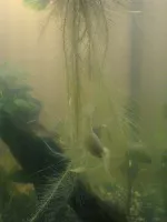 mládě se houpe na rostlině
