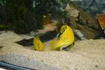 tření Tlamovec černoploutvý (Labidochromis caeruleus)