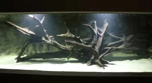 3 metrový koreň po 2 rokoch namáčania je už v akváriu