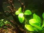 anubias