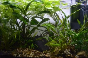 karanténní akvárium s novým filtrem a světlem