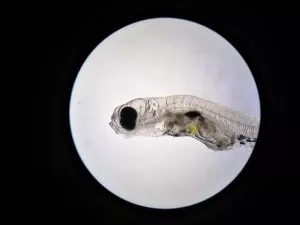 vychrtlý plůdek - zvětšení jako u frakce planktonu