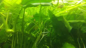 Mecovky a krevetky, Anubias, Demersun, Sagittarie, Microsorium