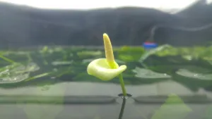 anibias nana kvete