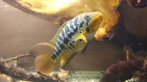 Malenka se dvěma mláďaty (těsně pod ní) na stejném místě jako včera. Tentokrát jde o krmení, pohledem vybírá "nejlepší" granuli.