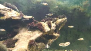 ... z různých koutů akvária se jich rychle vynořuje a shlukuje čím dál víc, všechna se řídí reakcí tatínka na moji přítomnost.