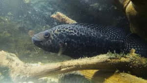 Jaguárek zvolna vyplouvá na otevřené prostranství.