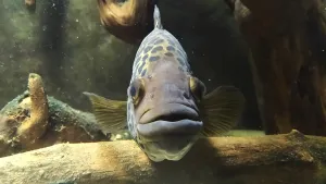 Zvědavý jaguárek