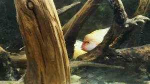 Labiatí sameček láká partnerku do zákoutí vhodného pro snůšku.