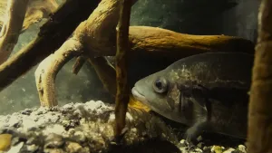 V oblíbeném pohodlném úkrytu pod bohatě rozkořeněným pařízkem smrčku.