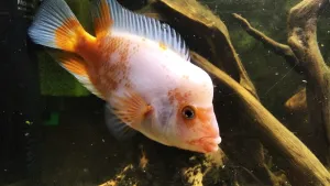 Temperamentní mladý Divoch se zcela výjimečně na chvilku zastavil a (skoro) nehýbal... Asi tak 3 vteřiny :D