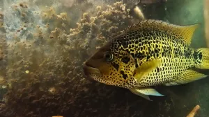 Ferda tady od prosince neměl ani jednu fotku, tak přidávám tuto dnešní, ze stinného zázemí za pařízkem a pod velkým plátem plovoucí korkové kůry