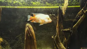 ... ještě snímek u zadní stěny, přibližně uprostřed nádrže. Najednou tam vypadá jako docela mrňavá rybička :D