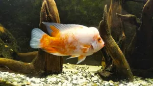 ... nové zařízení interiéru většími a jinak rozmístěnými kořeny mu vyhovuje o mnoho víc než předchozí...