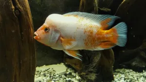 To samé jako u Jaguára. Jindy neposedný až hyperaktivní Divoch najednou způsobně pózoval...