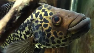 Chtěl jsem fotnout celé Jaguárkovo akvárko, místo něj mi nakonec vyšel jeho (na možnosti starého mobilu) nádherný portrét :)