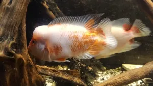 Pár mi prchá ze záběru při vzájemném imponování