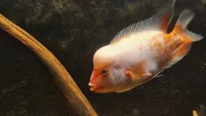 Divochův hrbol se zase zvětšuje. Zatím je to patrné spíš při pohledu shora či zepředu, možná už tak za týden dva bude srovnání zajímavější :)