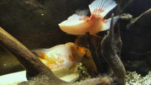 Je hotovo. Rodiče nyní pečlivě kontrolují každičkou jikru... A to je pro dnešek vše :)