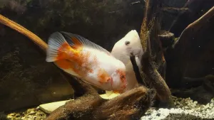 ... teď přibývá jedna z posledních řad...