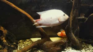 Vlčandou uštědřené kousance se samičce dobře hojí, ještě tak týden a zcela vymizí. Divoch pod ní oplodňuje...