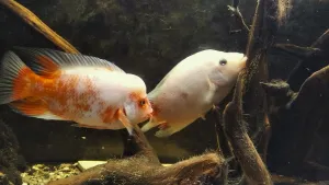 17:50 - v pořadí druhé kladení jiker je v plném proudu. Snad se tentokrát mladému páru podaří odchovat, pro vzájemnou soudržnost to bývá klíčové...