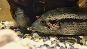 Mrňousové v aklimatizačním akváriu. Přisvícení kvůli fotce se jim pranic nelíbilo, takže zalehli ke dnu, jinak už si ale vesele rejdí :)