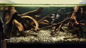 ... činorodější Baculka se nenápadně zadem přesunula k novému kořenu. Teď si jen vybírá konkrétní jedince, lovit je začne teprve za tmy.