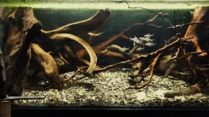 Odpoledne u doviíků. Černého Petra si tentokrát vytáhly průsvitky, Baculka s Rudolfem si je od prahu "ložnice" se zájmem prohlíží...