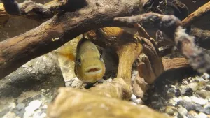 "Kuk." Ve změti kořenů bezvadně splývá s prostředím :)