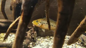 ... podél zadní stěny se vydal na průzkum. Spící Vlčandu je částečně vidět úplně vpravo, aktivní začne být až na večer.