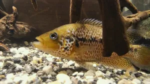 Drobkův a Malenčin synek z loňského roku, společník Vlčandy (ta si hoví v zákrytu za ním)...