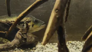 Focení se Vlčandě ani za mák nelíbilo, za malou chvilku zmizela v úkrytu.