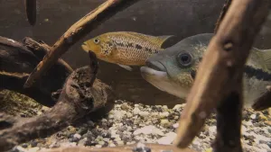 Vlčanda se svým mladým motagujským chráněncem. Výjimky z pravidla - ač se jejich druhy vzájemně nesnáší (přímá konkurence), tihle dva drží při sobě.