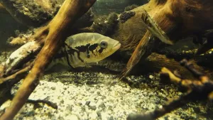 Je nedělní ráno, Baculka právě přenesla několik svých prvorozených maličkých (světlé puntíky pod ní) z líhniště do "školky" :)