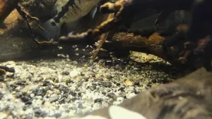 ... tak ještě alespoň "poslední" cvaknutí...