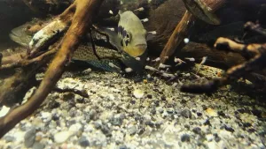 ... má přílišná pozornost a švenkování mobilem se mladé mamince Baculce nelíbí